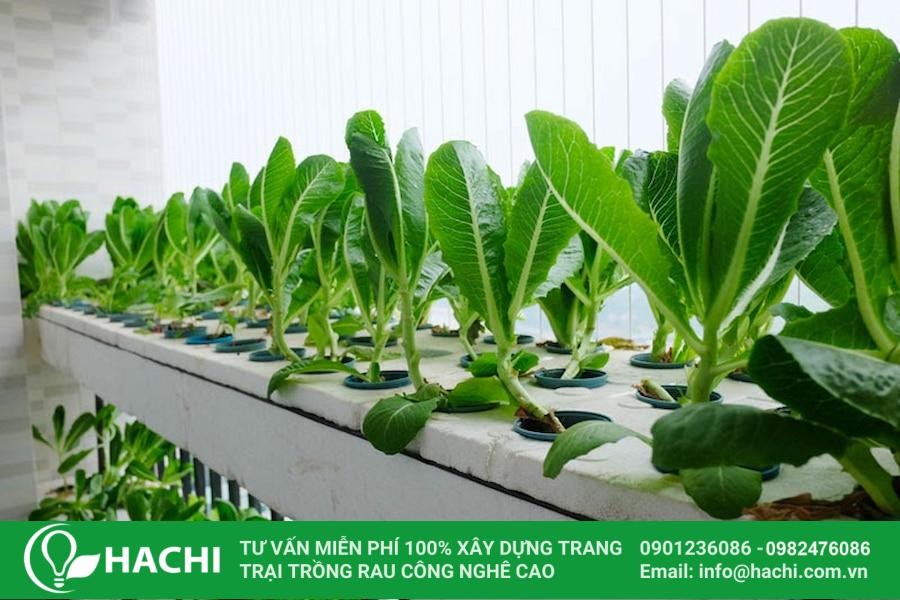 Rau trồng thủy canh trên sân thượng thường cho thu hoạch khá sớm