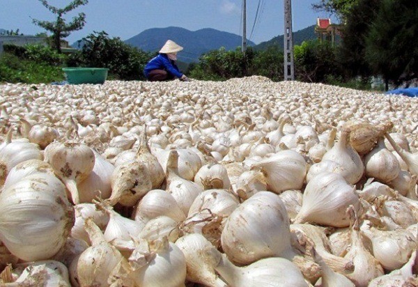 Bó tỏi ta sau thu hoạch để phơi khô