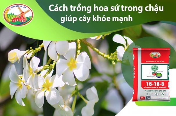Người đang thực hiện cách trồng hoa sứ trong chậu