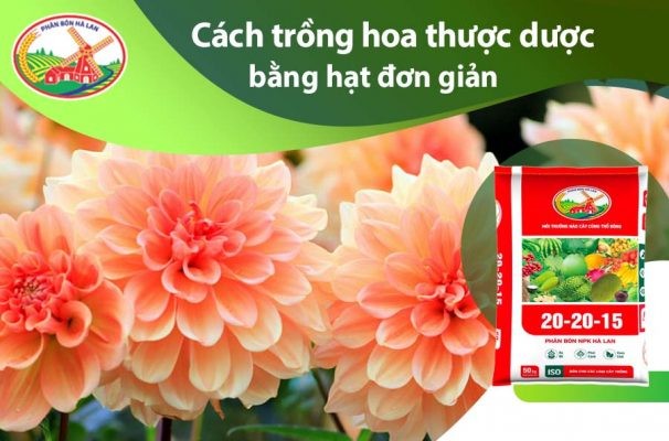 Hoa thược dược nở rộ với nhiều màu sắc