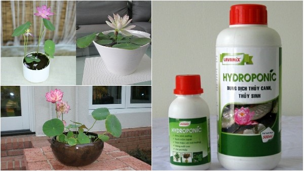 Hệ thống hoặc chậu trồng sen mini nhật theo phương pháp thủy canh