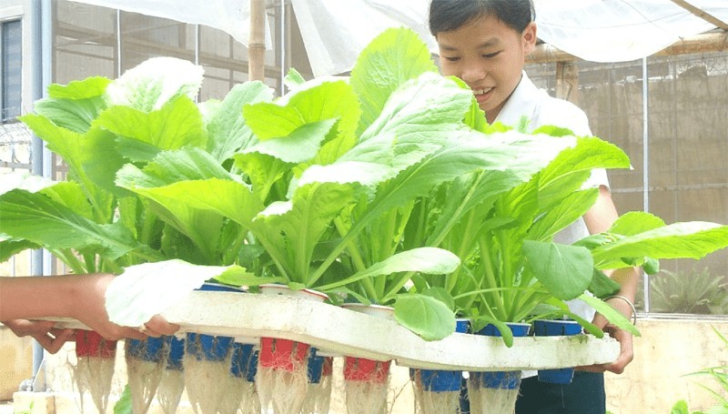 Vườn rau thủy canh nhỏ gọn trong thùng xốp tại nhà