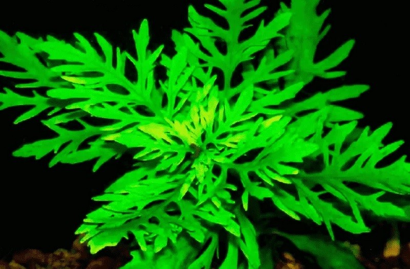 Cận cảnh lá và thân cây thủy cúc xanh (Bacopa monnieri) dưới nước