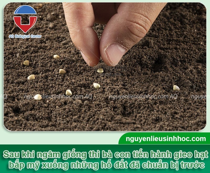Tiến hành gieo hạt giống khi thực hiện cách trồng bắp mỹ