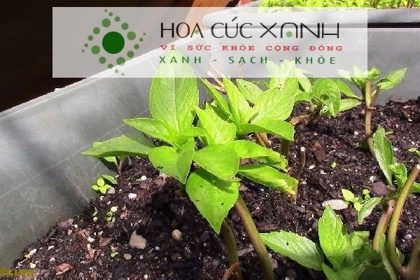 Tiến hành giâm cành rau húng quế vào đất trong thùng xốp