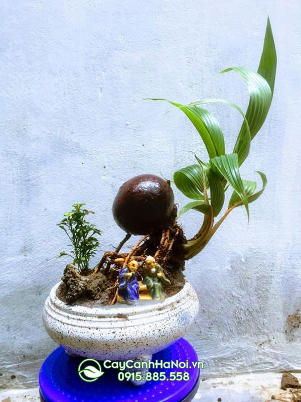 Tiểu cảnh cây dừa bonsai trang trí không gian nhỏ