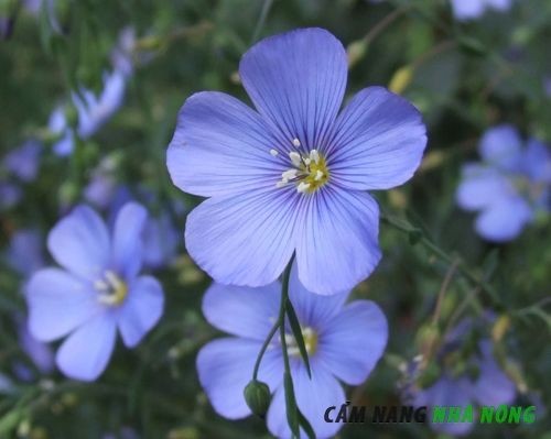 Hình ảnh cây lanh (Dianella tasmanica) với tán lá và hoa xanh trắng