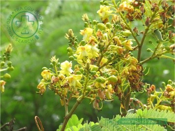 Cây tô mộc dùng làm dược liệu