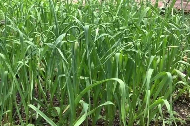 Tép tỏi giống chất lượng để trồng ngồng tỏi