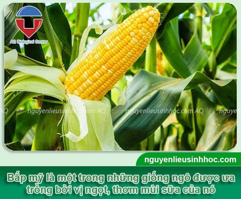 Tổng quan về cách trồng bắp mỹ