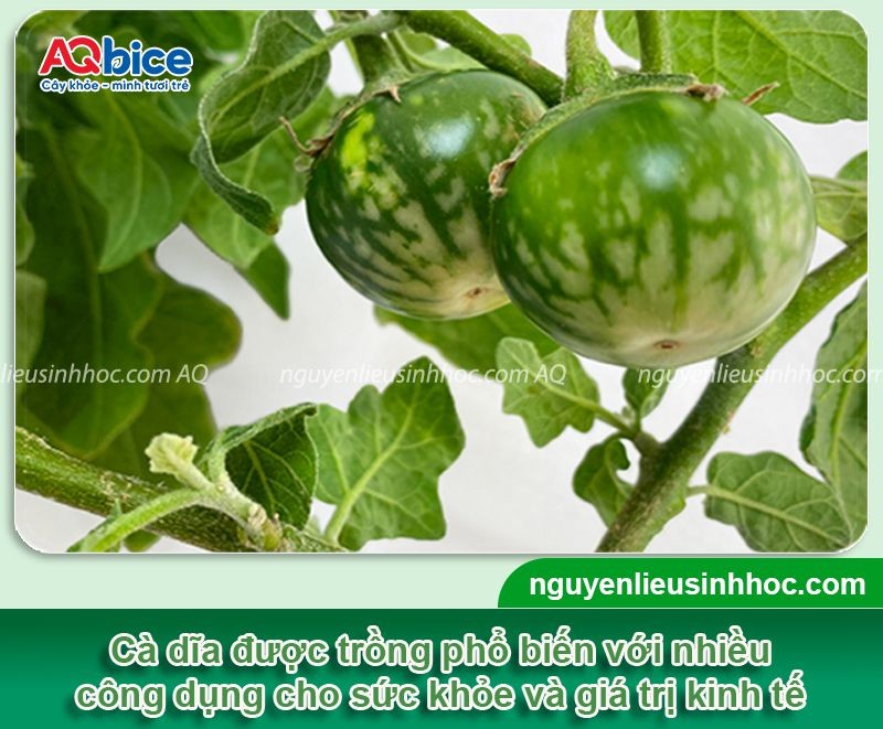 Tổng quan về cách trồng cà dĩa