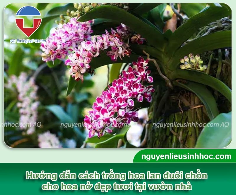Cách trồng lan trong chậu gỗ và ghép gỗ