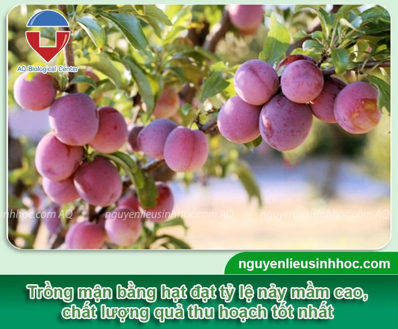 Hình ảnh cây mận sai quả, minh họa cho cách trồng mận bằng hạt hiệu quả