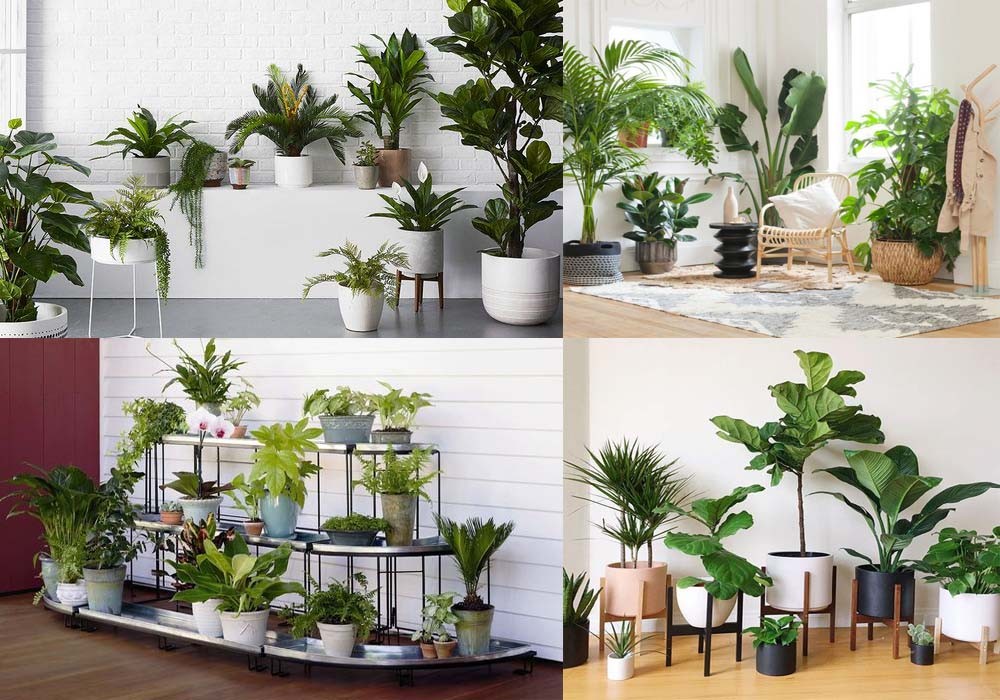 Ánh sáng tự nhiên cho cây trồng trong nhà