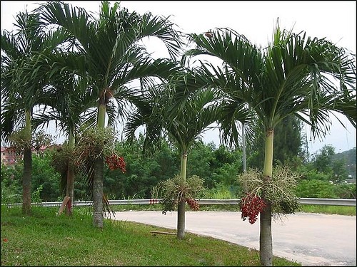 Chùm trái cây cau trắng đang chuyển màu