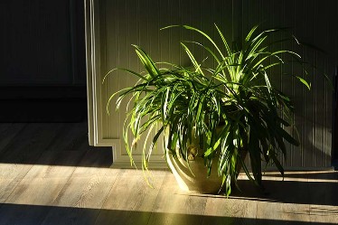 Chậu cây dây nhện trang trí phòng ngủ giúp thanh lọc không khí