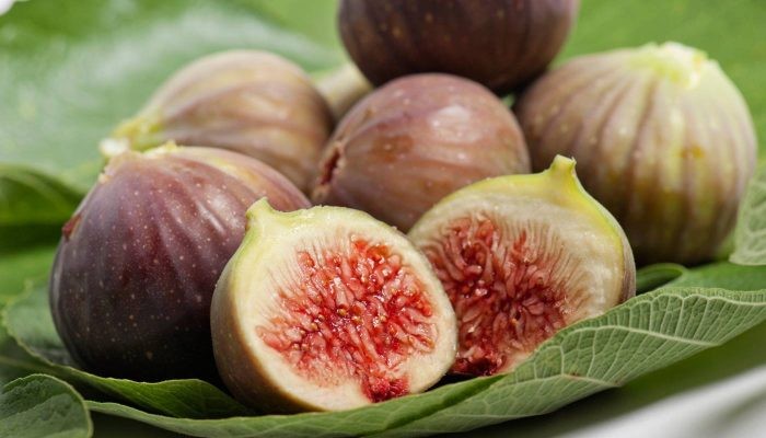 Kỹ thuật gieo hạt sung Mỹ vào khay ươm