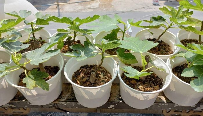 Trồng cây sung Mỹ con vào chậu đất