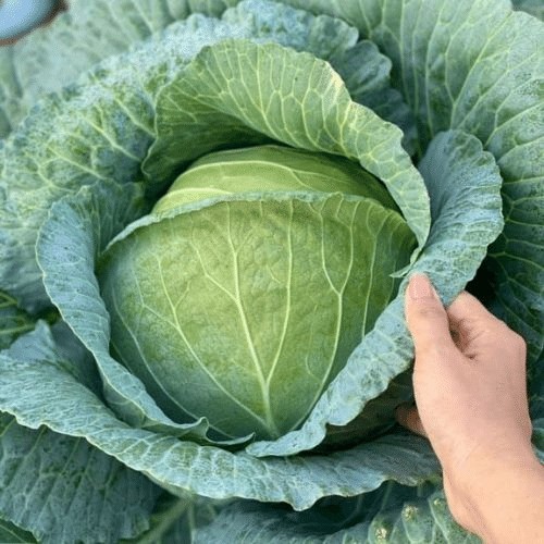 Chăm sóc bắp cải