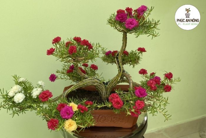 Trồng hoa mười giờ sáng tạo với nghệ thuật bonsai
