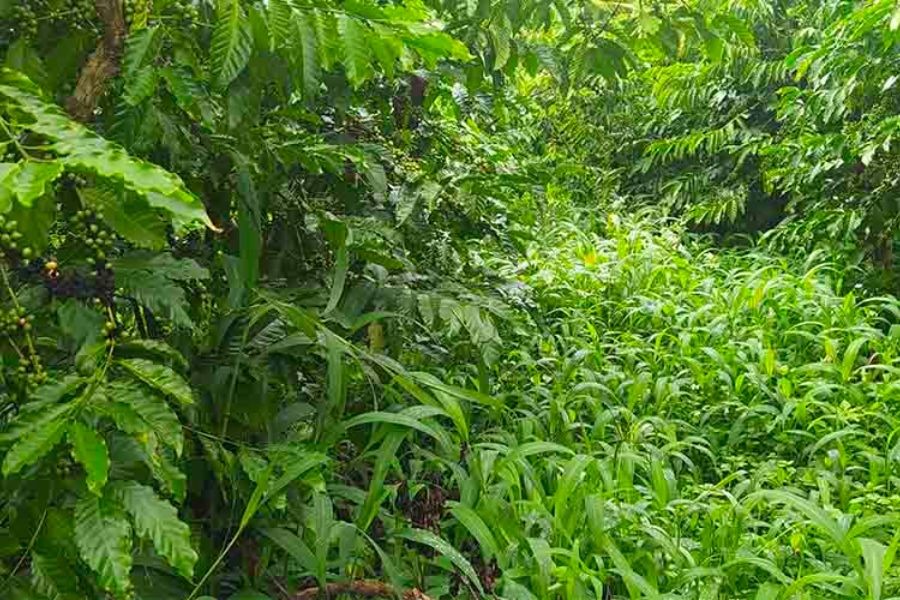 Thảm cỏ được quản lý trong vườn cà phê, giúp che phủ và giữ ẩm cho đất.