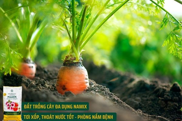 Trồng cà rốt đúng cách