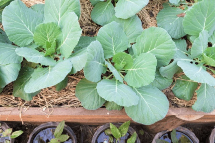 Luống cải rổ đang phát triển trong vườn