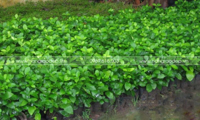 Đặc điểm lá và thân cây ắc ó