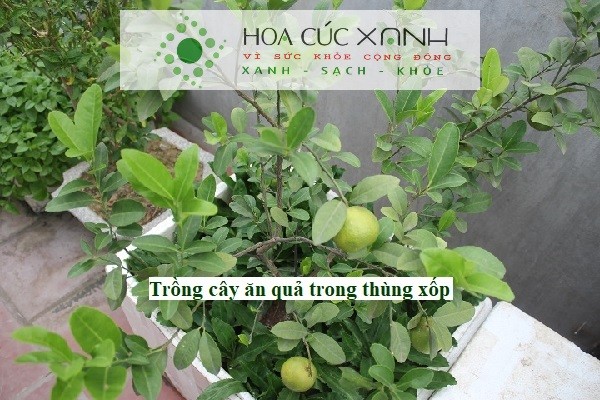 Cách trồng cây ăn quả trong thùng xốp - Vườn trên sân thượng