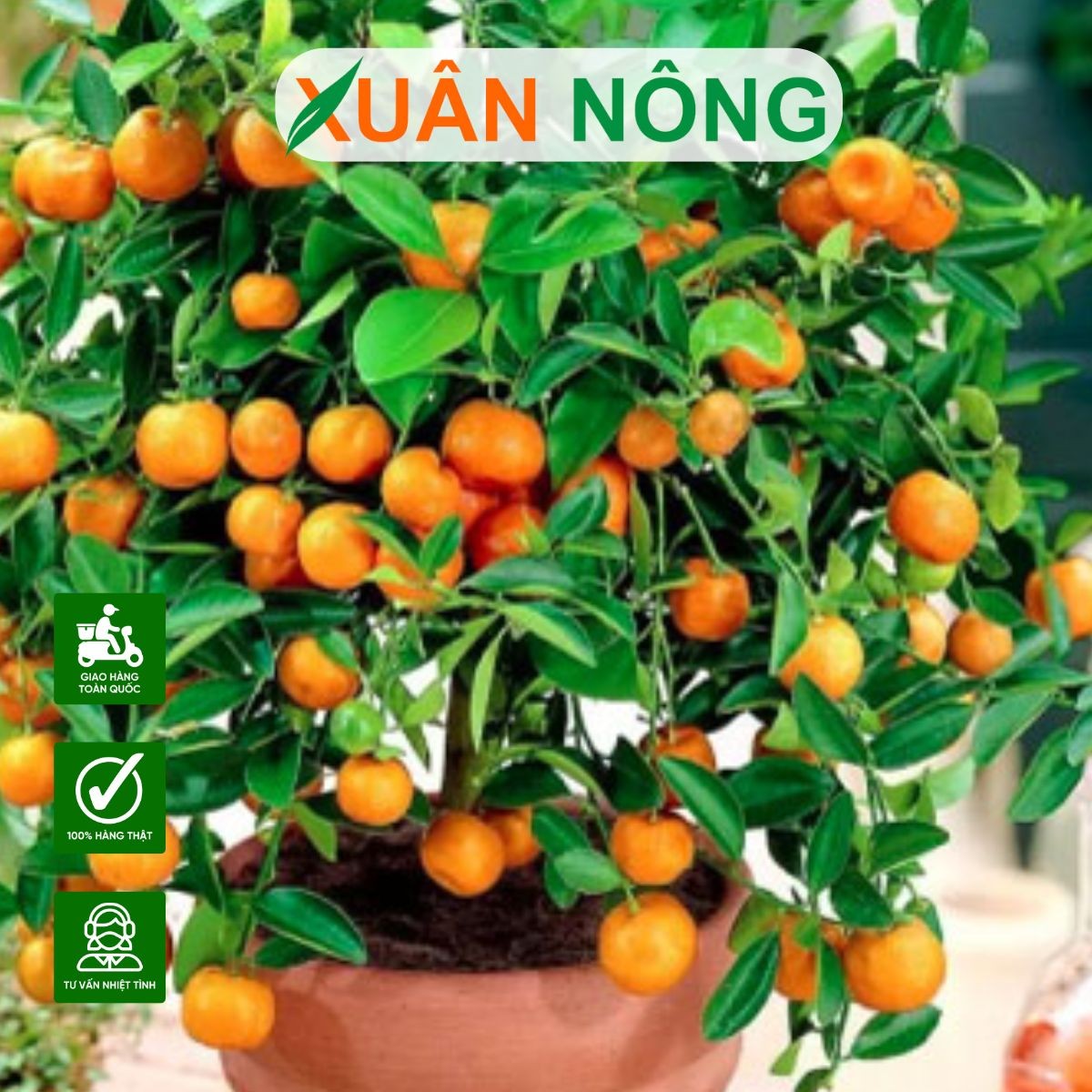 Cây ăn quả được trồng trong chậu trên ban công