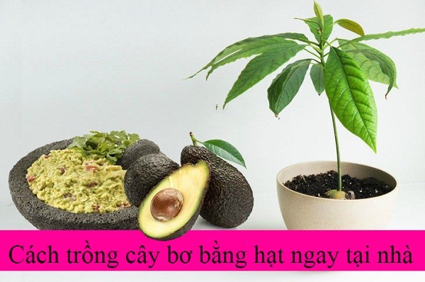 Cách trồng cây bơ làm cảnh đẹp từ hạt tại nhà - Hạt bơ và quả bơ