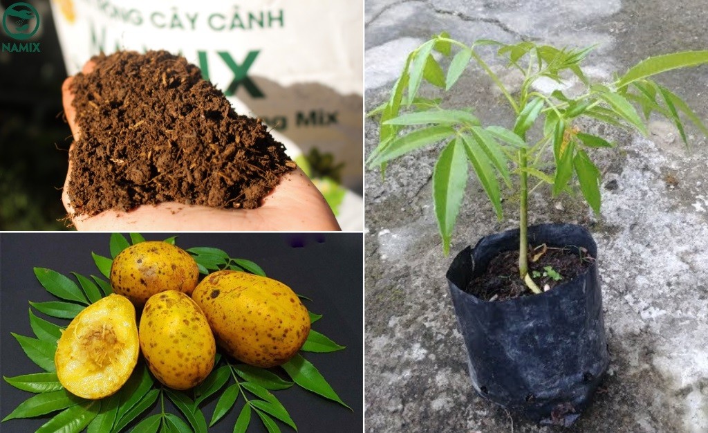 Gieo hạt cóc vào bầu đất