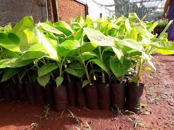Trồng cây con chuối cảnh mini vào chậu