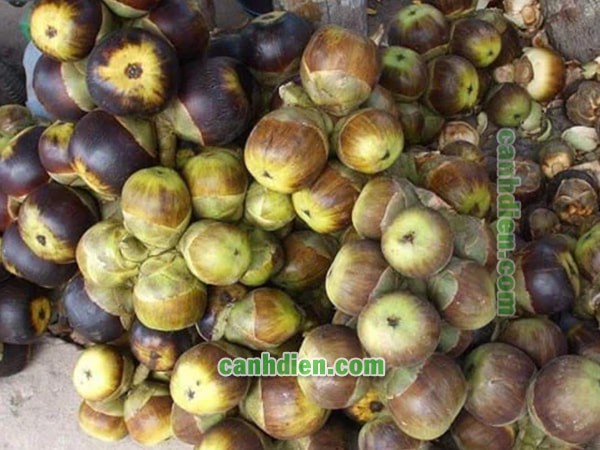 Quá trình trồng cây đác con