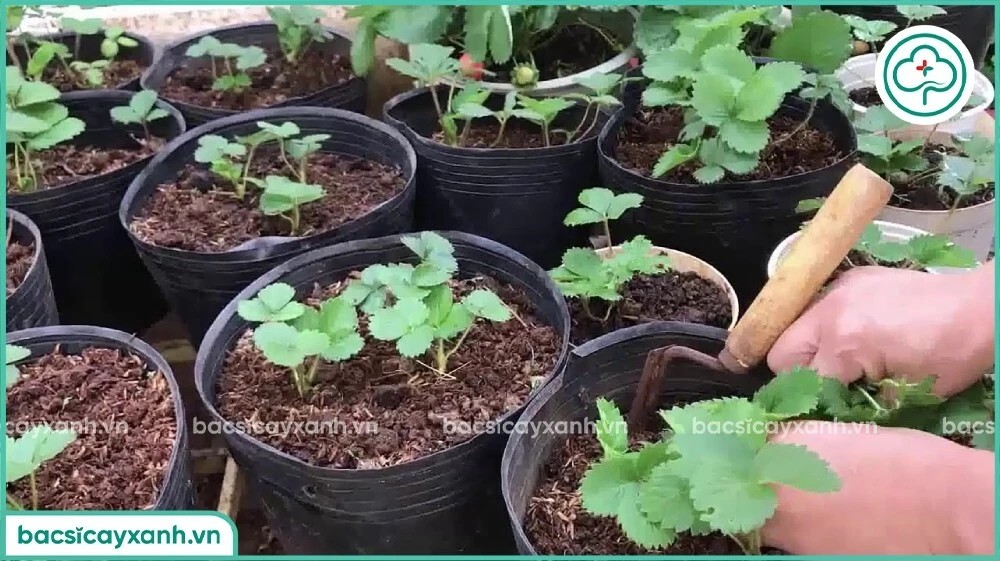 Trồng cây dâu tây con từ hạt đã nảy mầm vào chậu
