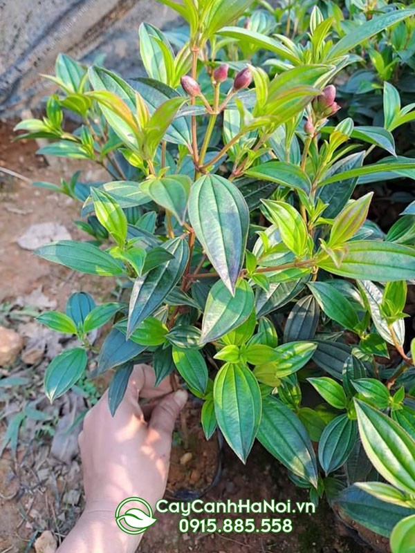 Trồng cây hoa mua dễ dàng từ cây giống khỏe mạnh