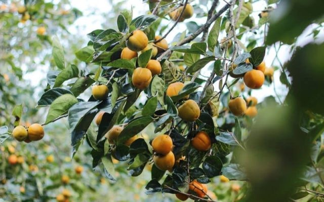 Chuẩn bị chậu và đất để bắt đầu trồng cây hồng giòn