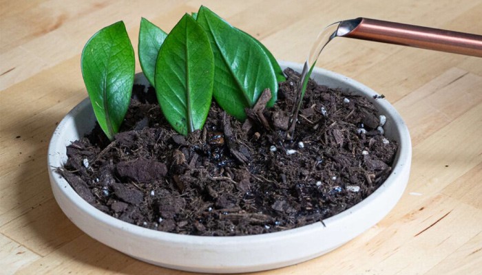 Nhân giống cây tài lộc từ lá: Chọn và giâm lá đúng cách