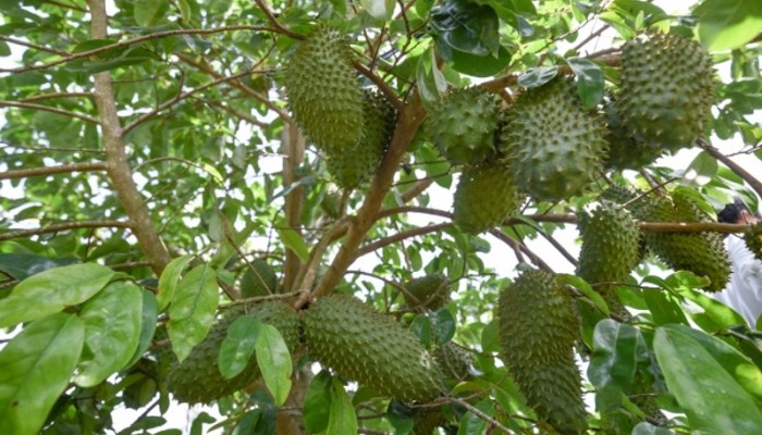 Trồng cây mãng cầu xiêm con xuống hố, kỹ thuật canh tác ban đầu