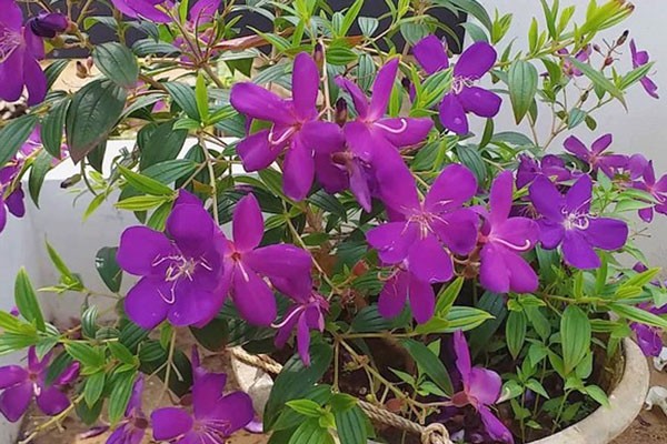 Thực hiện trồng cây hoa mua hoa tím đúng kỹ thuật