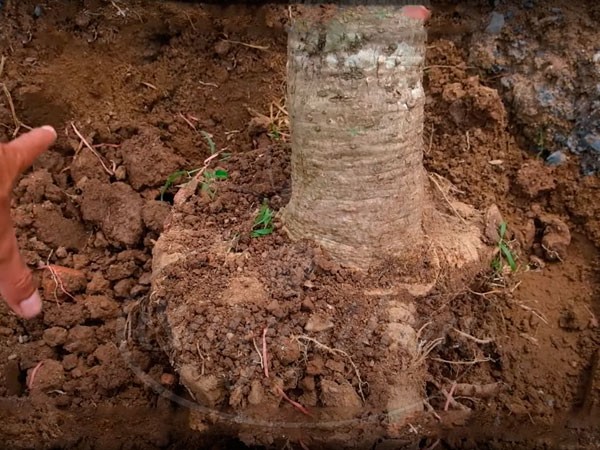 Đặt bầu cây sứ đại hoa trắng vào hố trồng