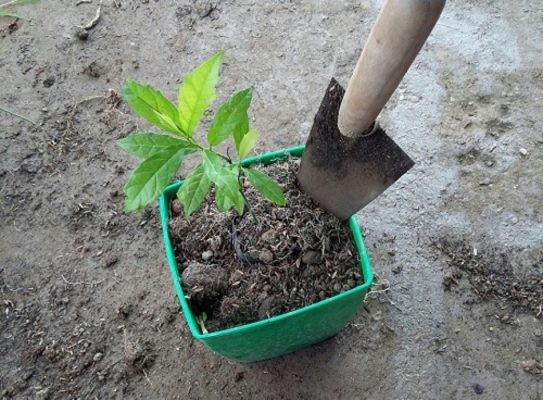 Cây xạ đen được trồng thành công trong chậu