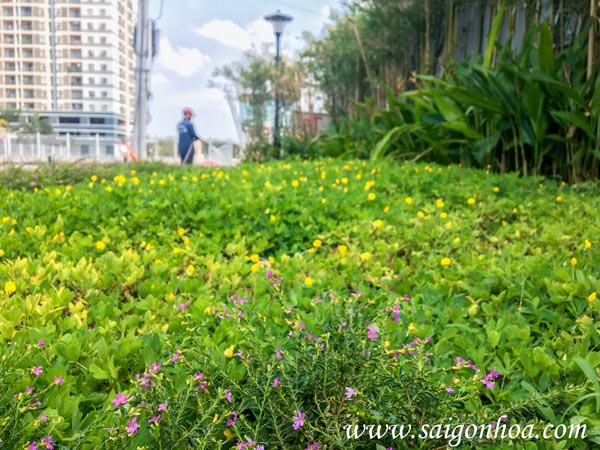 trồng cỏ đậu cho nhà mẫu panomax