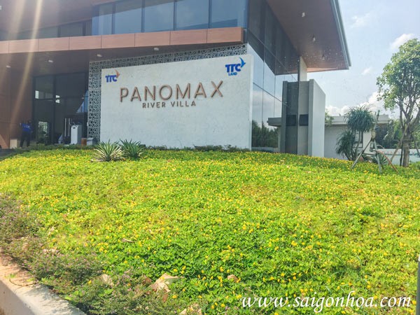 trồng cỏ đậu phủ nền vàng tươi cho sân vườn