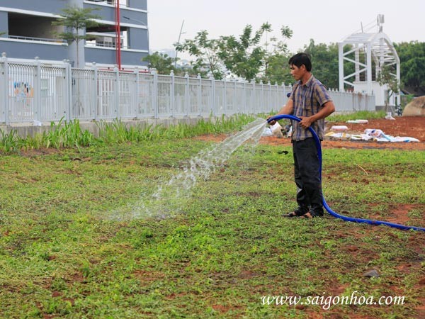 trồng cỏ đậu cho sân vườn
