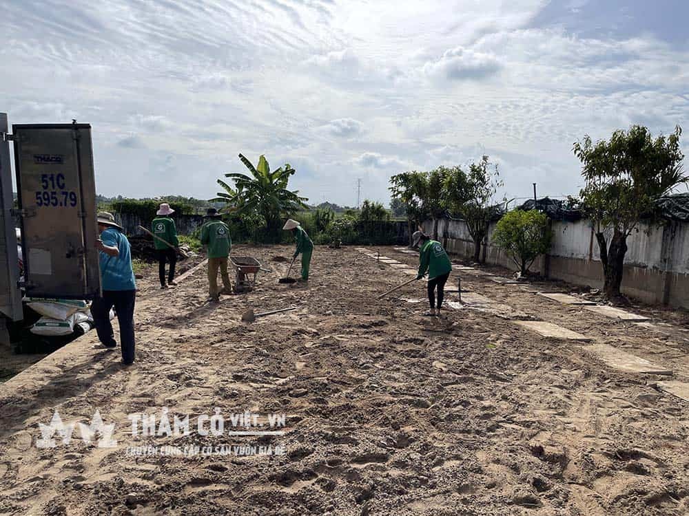 Cỏ Paspalum trồng trên nền đất pha cát hoặc cát san lấp