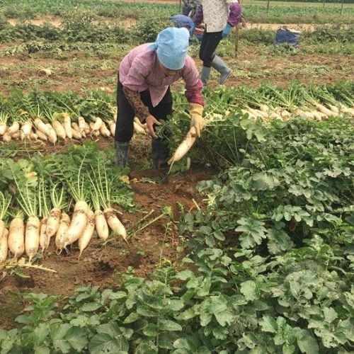 Củ cải trắng sau khi thu hoạch, củ to, trắng mọng