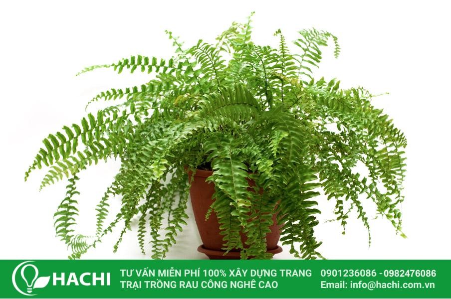 Cây dương xỉ gắn liền với một truyền thuyết 9 đồng xu