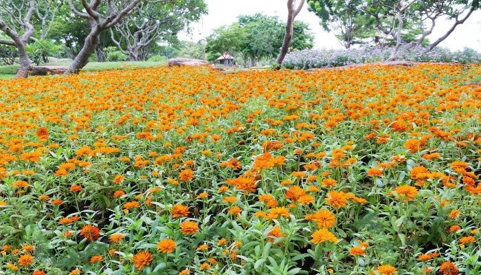 Tiến hành trồng hoa sao nhái con vào chậu