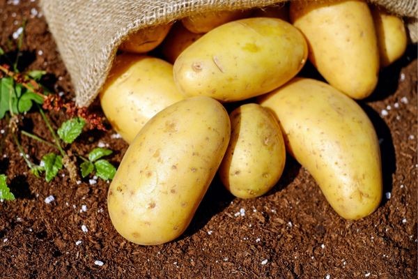 Cách trồng khoai tây trong chậu: Đặt củ giống vào đất tơi xốp
